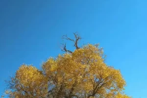 额济纳旗增6例本土︰(额济纳旗新增病例人员情况)