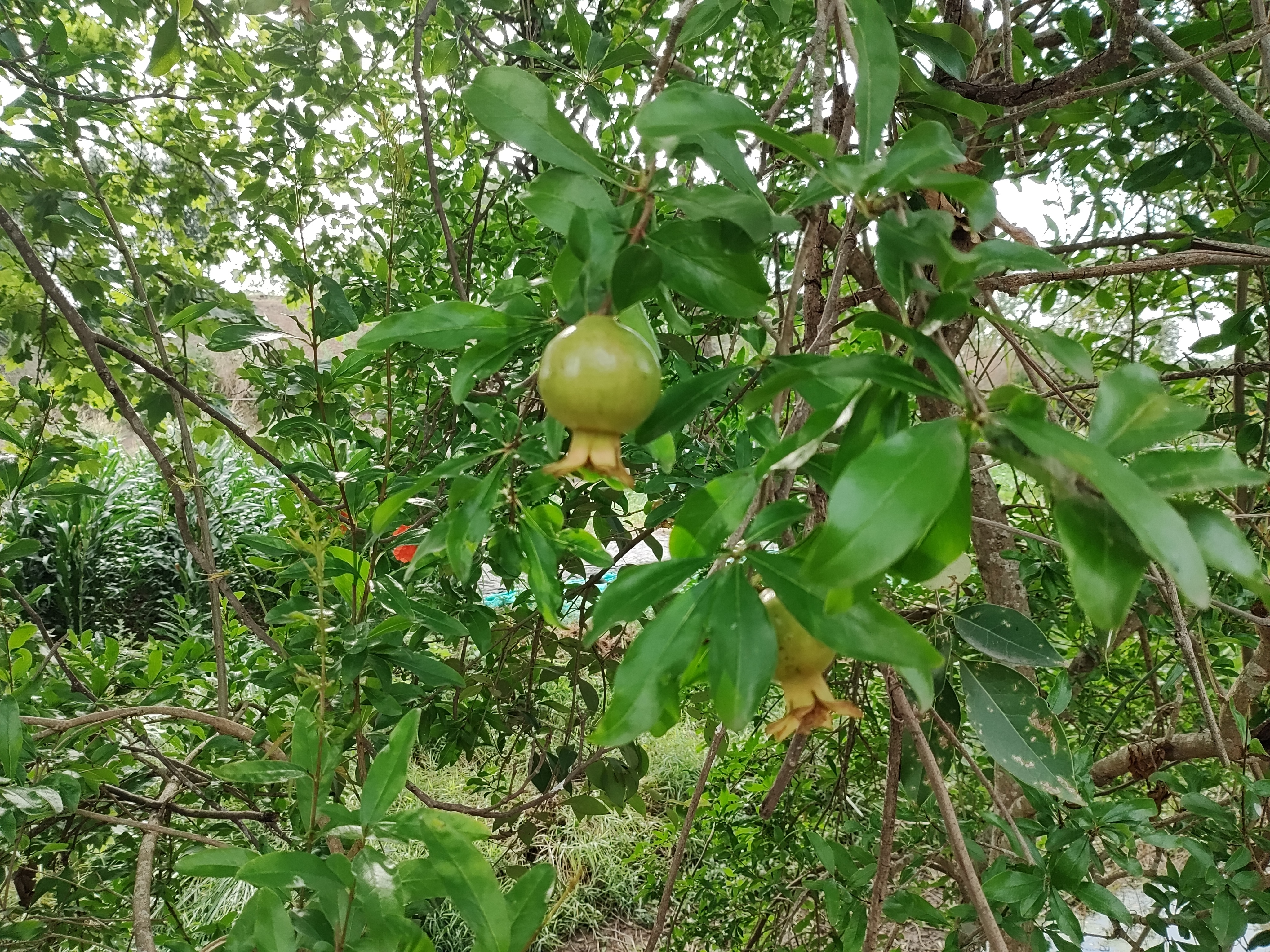 顺义两村升为中风险,顺义那几个村封了-第2张图片