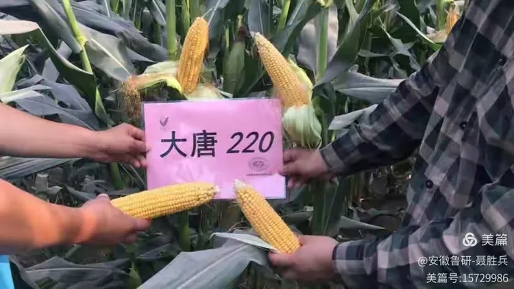 安徽新增本土998.安徽新增本土4 79-第2张图片